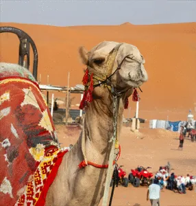 فندق كراون بلازا الرياض بالاس |4* | عطلات السعودية