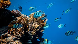 وجهة البحر الأحمر